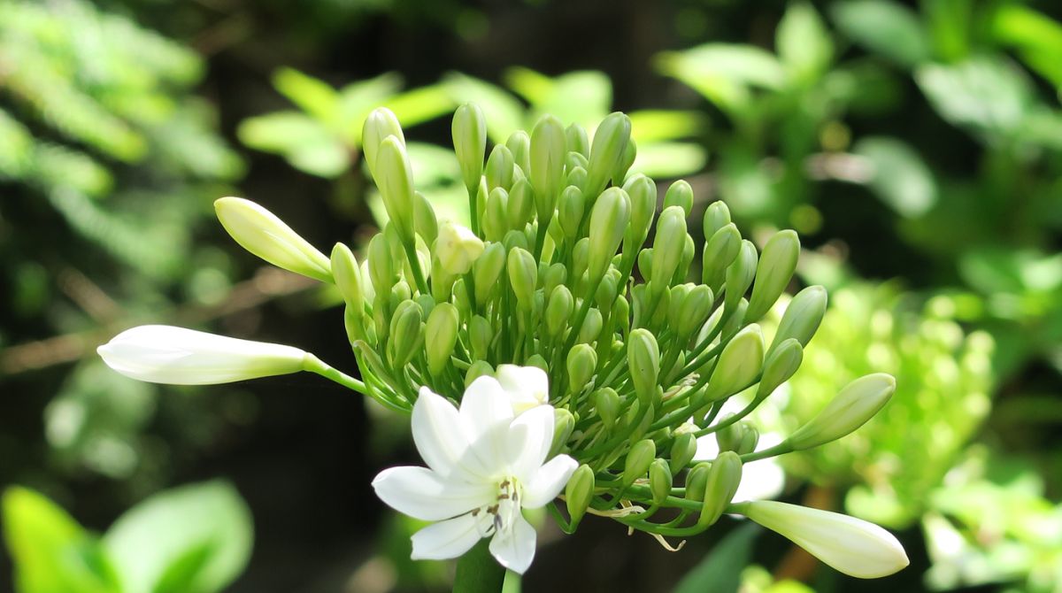 Agapanthe